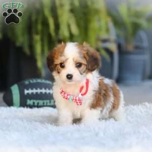 Scout, Cavachon Puppy